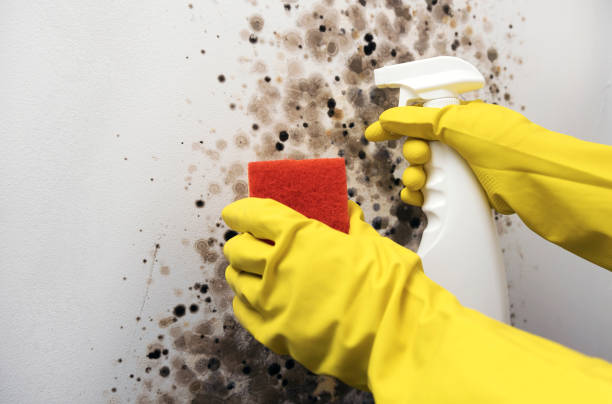 Best Toxic Mold Removal  in Apache Junction, AZ