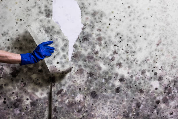 Mold Removal Process in Apache Junction, AZ