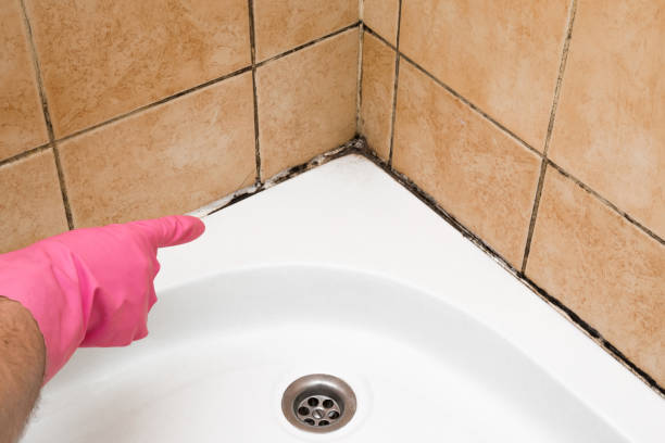 Mold Removal and Inspection in Apache Junction, AZ